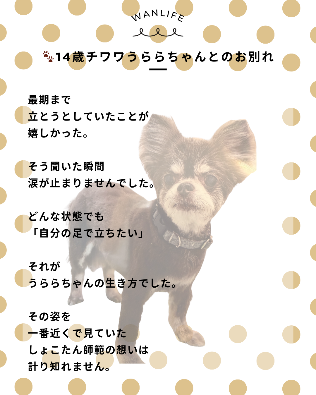 わんわん整体WanLife｜愛知・岐阜の犬の整体・メディセル筋膜リリース・歩けるくん・オベロンアニマルスキャン・ネオヒーラー・温灸・食事療法｜