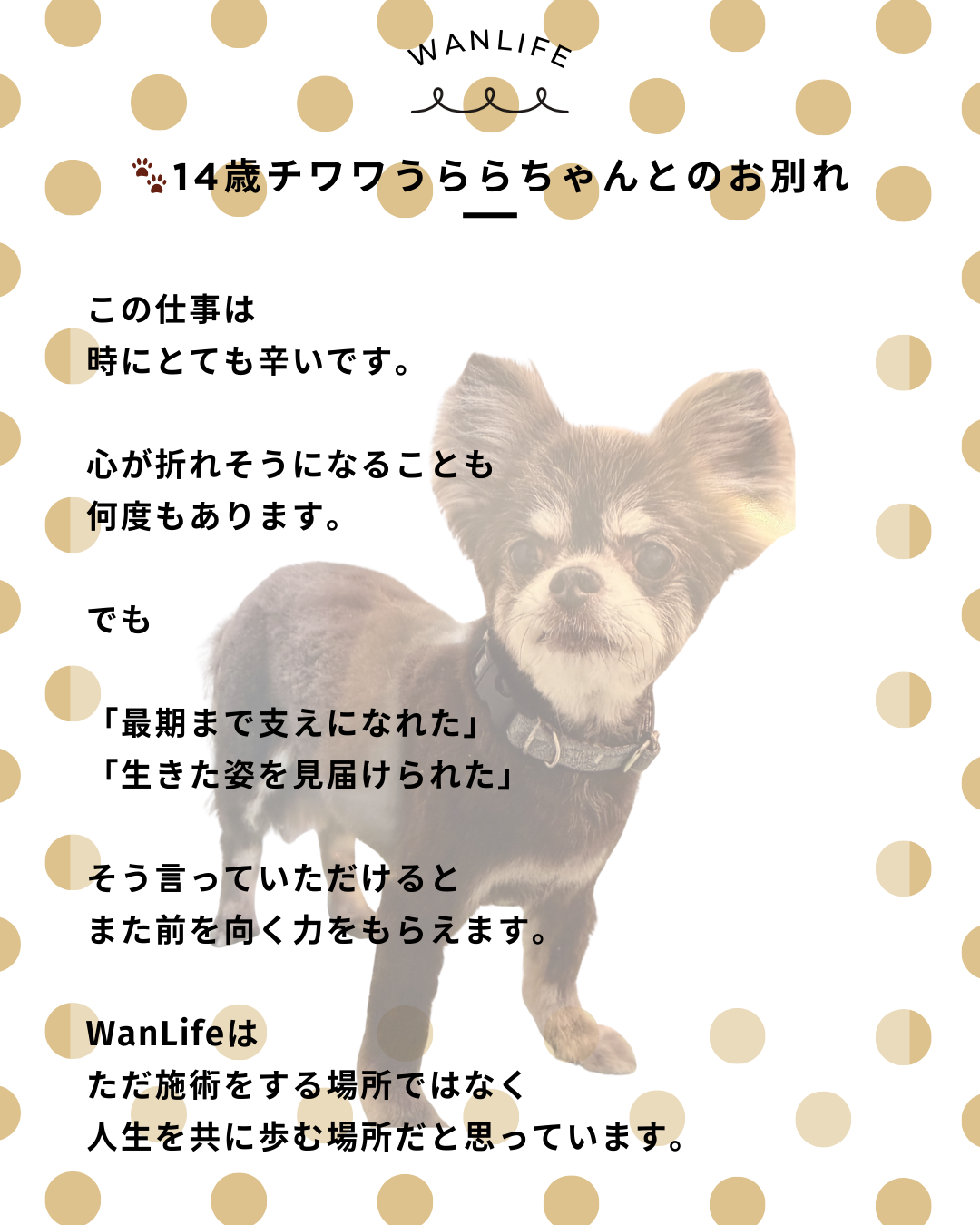 わんわん整体WanLife｜愛知・岐阜の犬の整体・メディセル筋膜リリース・歩けるくん・オベロンアニマルスキャン・ネオヒーラー・温灸・食事療法｜