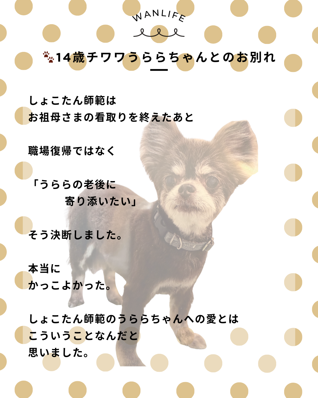 わんわん整体WanLife｜愛知・岐阜の犬の整体・メディセル筋膜リリース・歩けるくん・オベロンアニマルスキャン・ネオヒーラー・温灸・食事療法｜