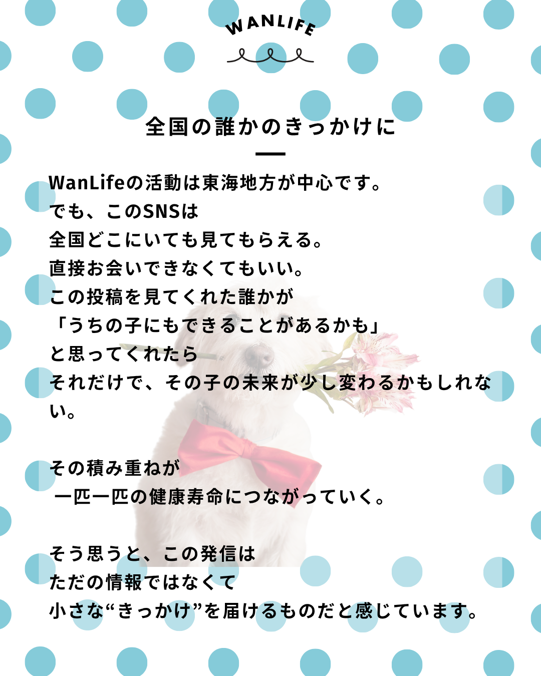 わんわん整体WanLife｜愛知・岐阜の犬の整体・メディセル筋膜リリース・オベロンアニマルスキャン・ネオヒーラー・温灸・食事療法｜