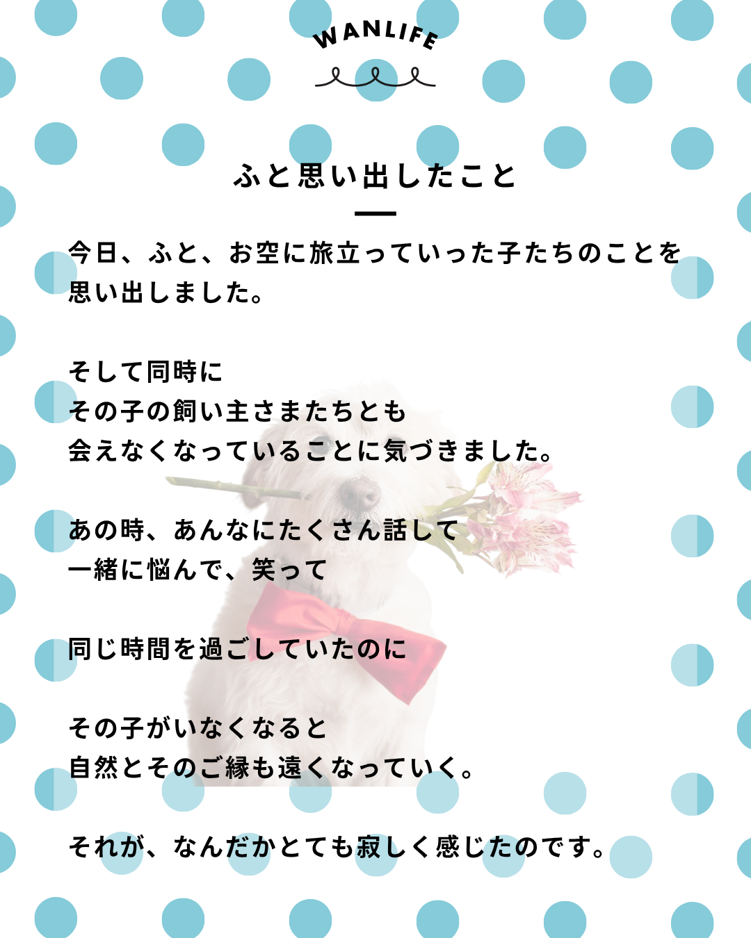 わんわん整体WanLife｜愛知・岐阜の犬の整体・メディセル筋膜リリース・オベロンアニマルスキャン・ネオヒーラー・温灸・食事療法｜