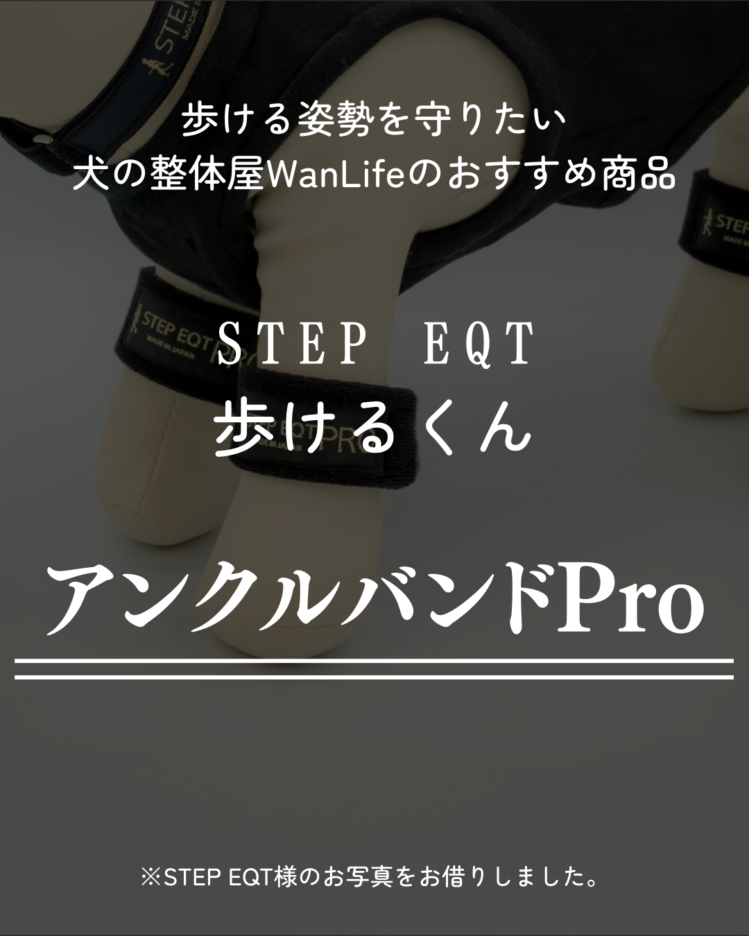 わんわん整体WanLife｜愛知・岐阜の犬の整体・メディセル筋膜リリース・オベロンアニマルスキャン・歩けるくん・ネオヒーラー・温灸・食事療法｜