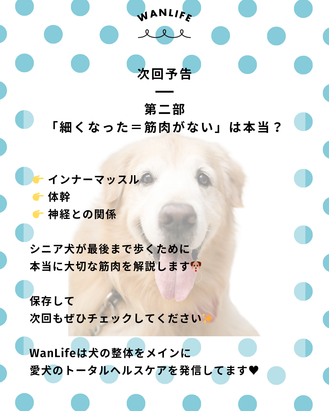 わんわん整体WanLife|愛知・岐阜の犬の整体・メディセル筋膜リリース・オベロンアニマルスキャン・ネオヒーラー・温灸・食事療法|
