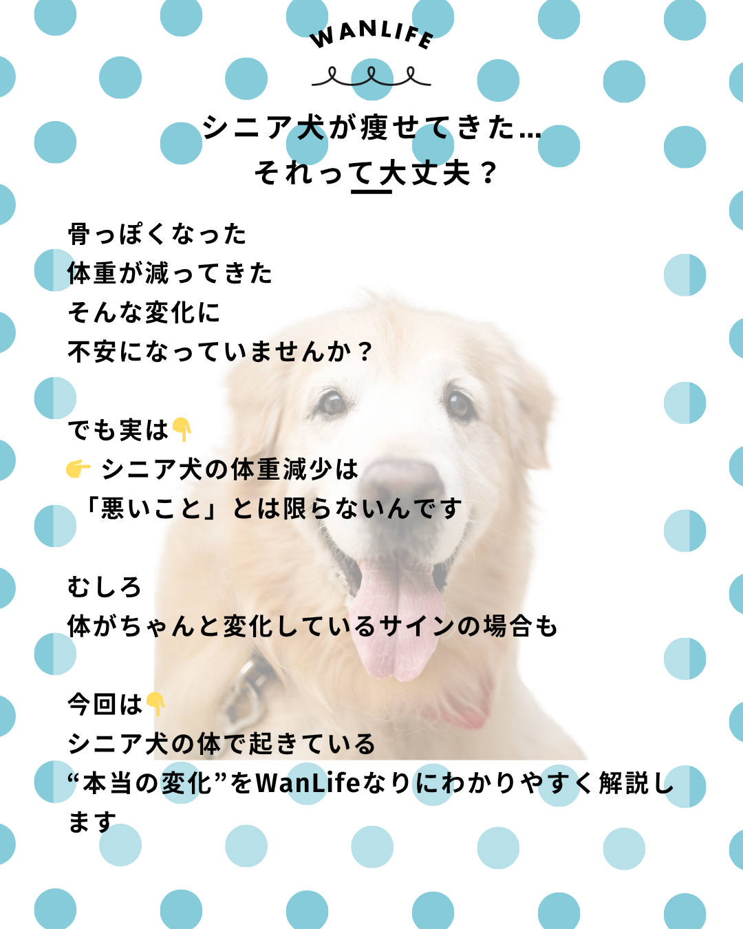 わんわん整体WanLife|愛知・岐阜の犬の整体・メディセル筋膜リリース・オベロンアニマルスキャン・ネオヒーラー・温灸・食事療法|