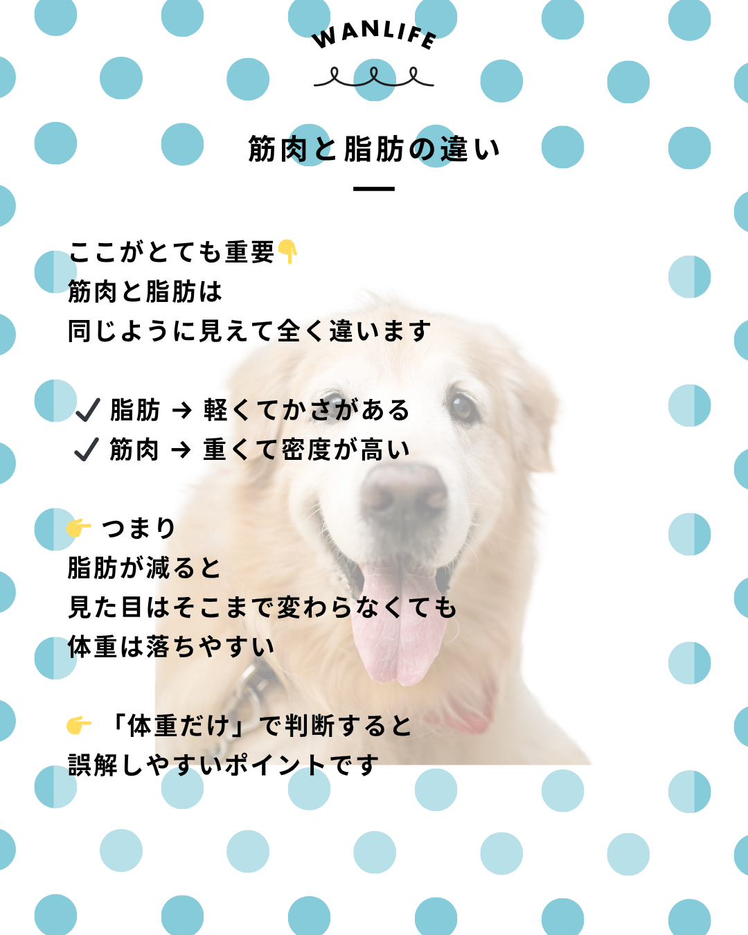 わんわん整体WanLife|愛知・岐阜の犬の整体・メディセル筋膜リリース・オベロンアニマルスキャン・ネオヒーラー・温灸・食事療法|