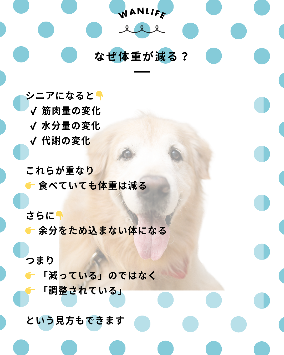 わんわん整体WanLife|愛知・岐阜の犬の整体・メディセル筋膜リリース・オベロンアニマルスキャン・ネオヒーラー・温灸・食事療法|