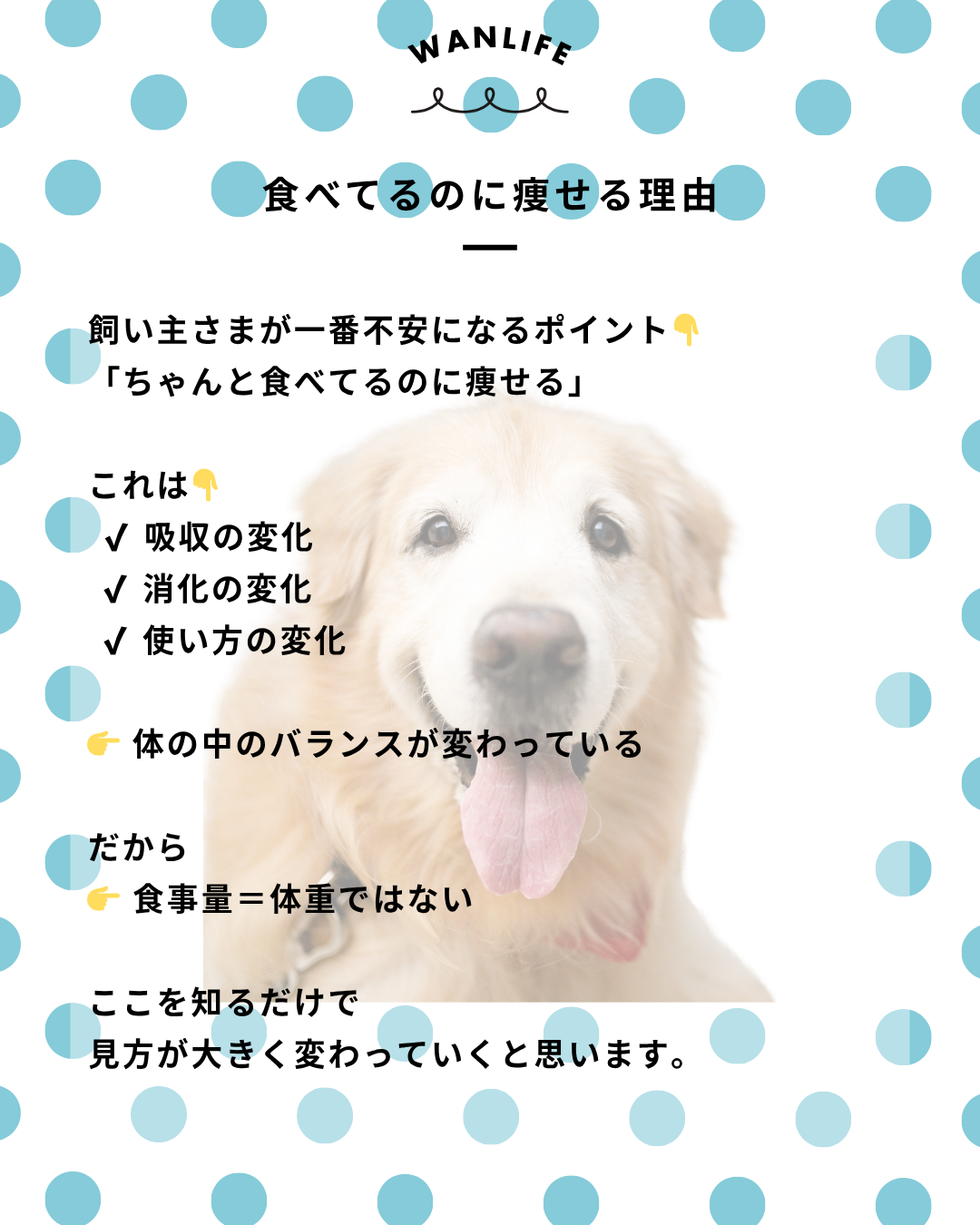 わんわん整体WanLife|愛知・岐阜の犬の整体・メディセル筋膜リリース・オベロンアニマルスキャン・ネオヒーラー・温灸・食事療法|