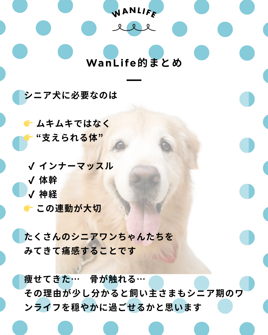 わんわん整体WanLife｜愛知・岐阜の犬の整体・メディセル筋膜リリース・オベロンアニマルスキャン・ネオヒーラー・温灸・食事療法｜