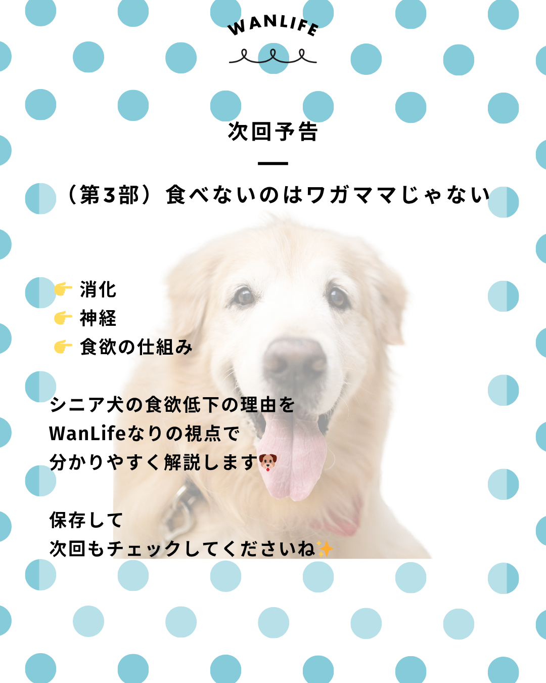 わんわん整体WanLife｜愛知・岐阜の犬の整体・メディセル筋膜リリース・オベロンアニマルスキャン・ネオヒーラー・温灸・食事療法｜