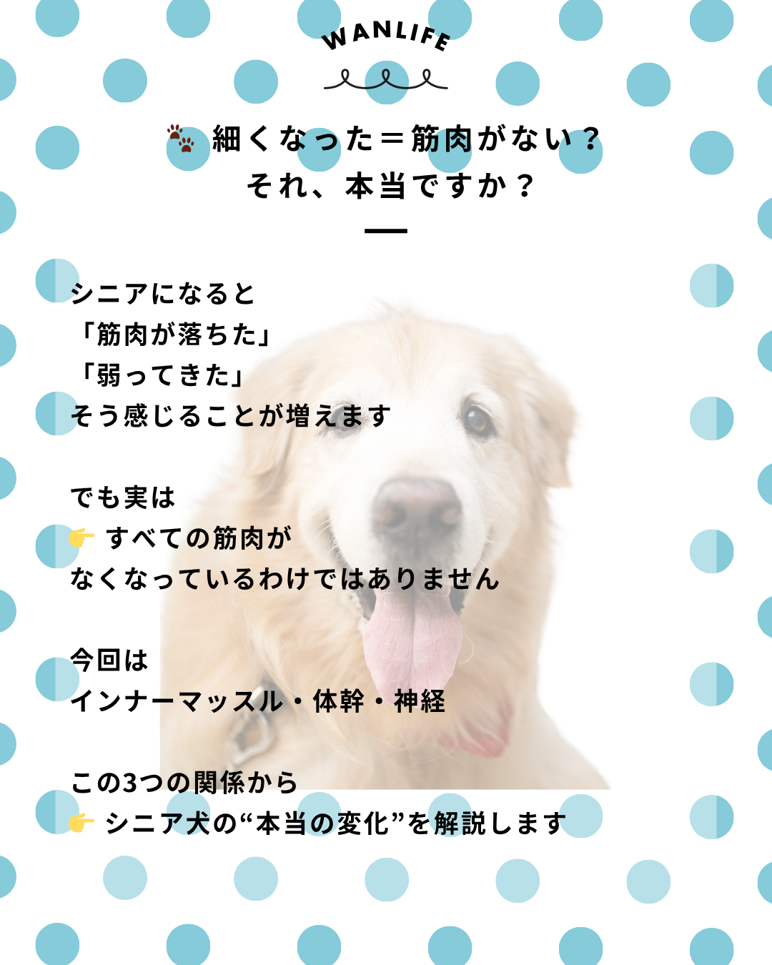 わんわん整体WanLife｜愛知・岐阜の犬の整体・メディセル筋膜リリース・オベロンアニマルスキャン・ネオヒーラー・温灸・食事療法｜