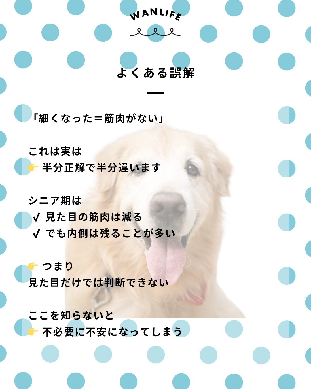 わんわん整体WanLife｜愛知・岐阜の犬の整体・メディセル筋膜リリース・オベロンアニマルスキャン・ネオヒーラー・温灸・食事療法｜