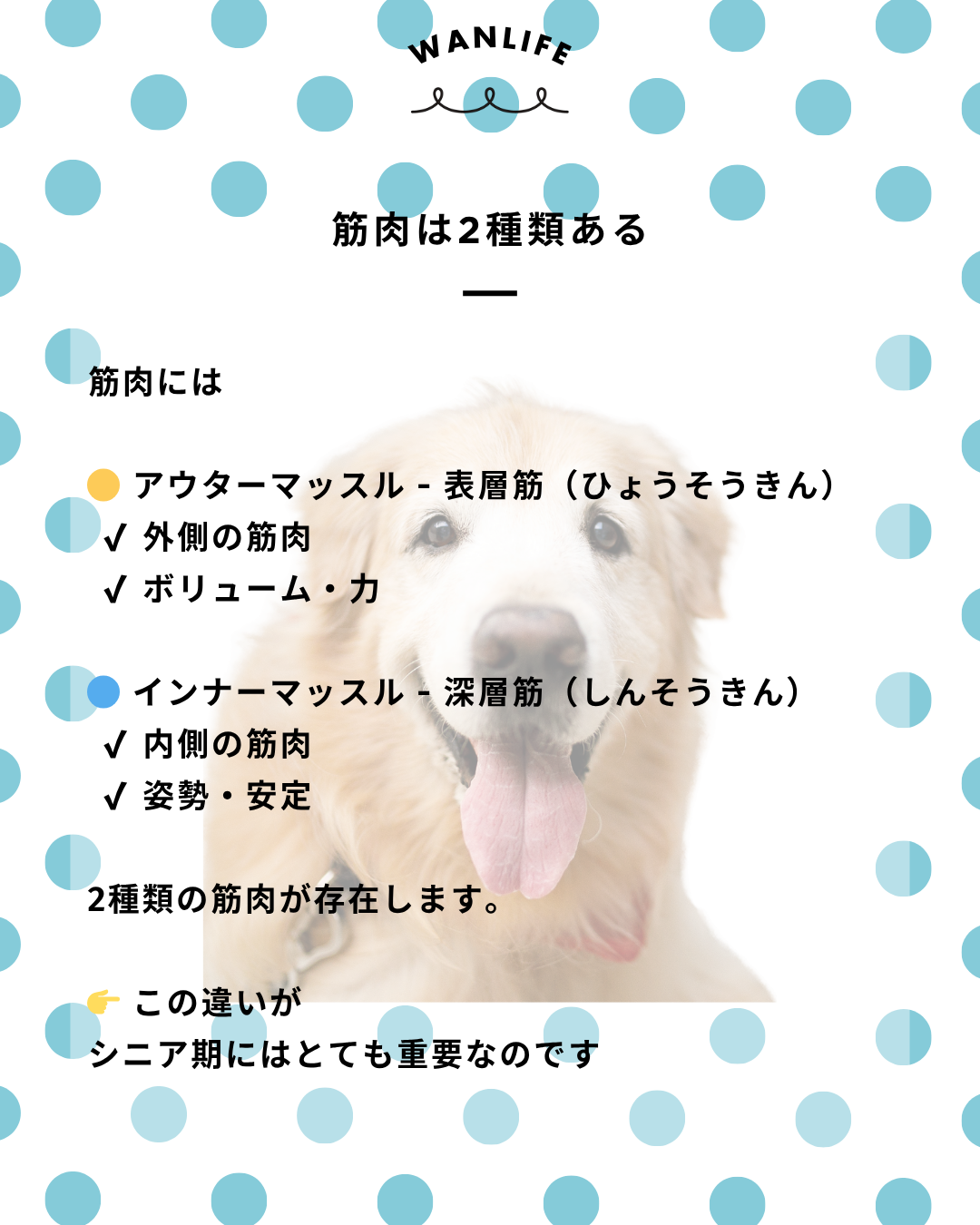 わんわん整体WanLife｜愛知・岐阜の犬の整体・メディセル筋膜リリース・オベロンアニマルスキャン・ネオヒーラー・温灸・食事療法｜