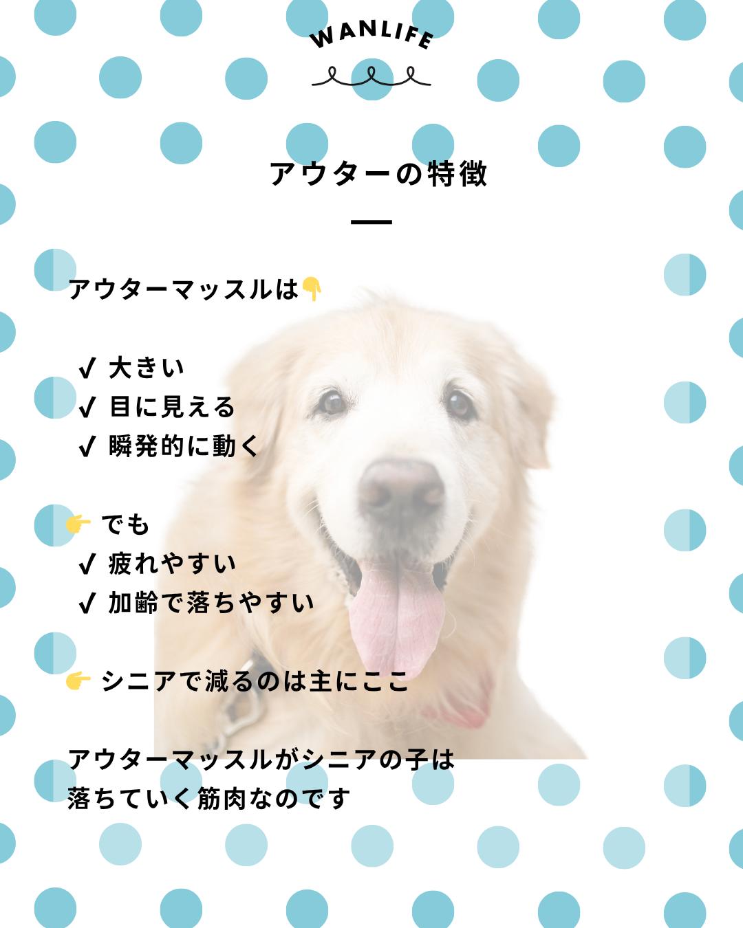 わんわん整体WanLife｜愛知・岐阜の犬の整体・メディセル筋膜リリース・オベロンアニマルスキャン・ネオヒーラー・温灸・食事療法｜