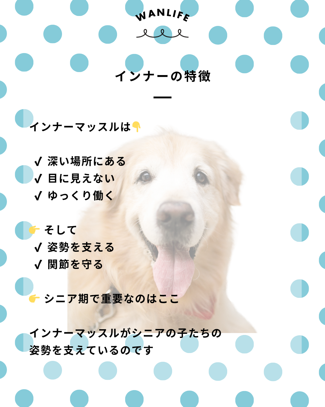 わんわん整体WanLife｜愛知・岐阜の犬の整体・メディセル筋膜リリース・オベロンアニマルスキャン・ネオヒーラー・温灸・食事療法｜