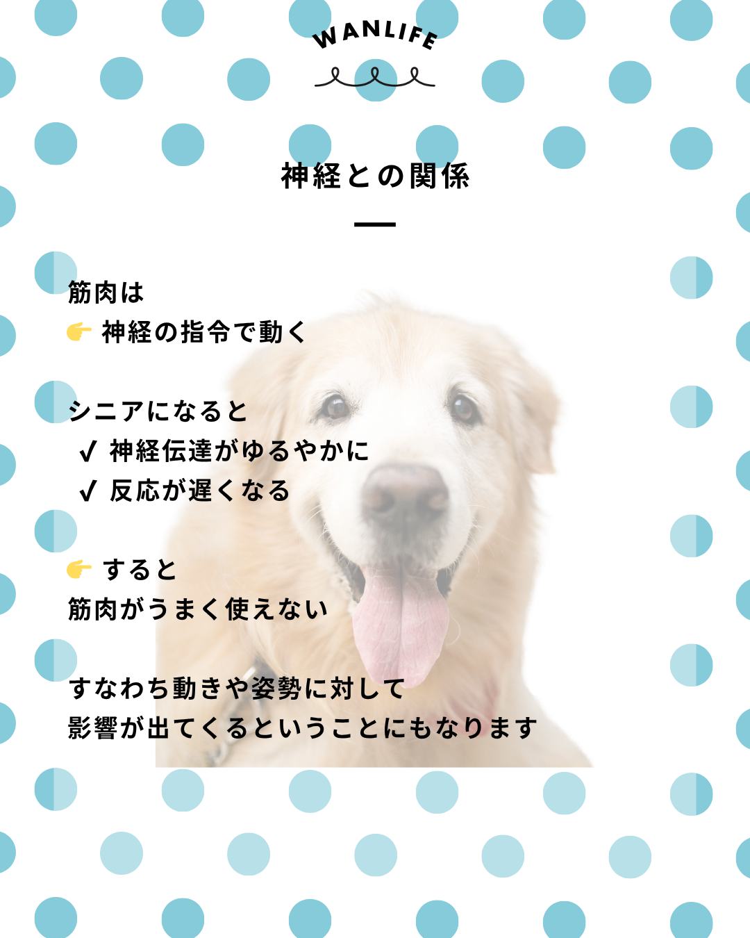 わんわん整体WanLife｜愛知・岐阜の犬の整体・メディセル筋膜リリース・オベロンアニマルスキャン・ネオヒーラー・温灸・食事療法｜