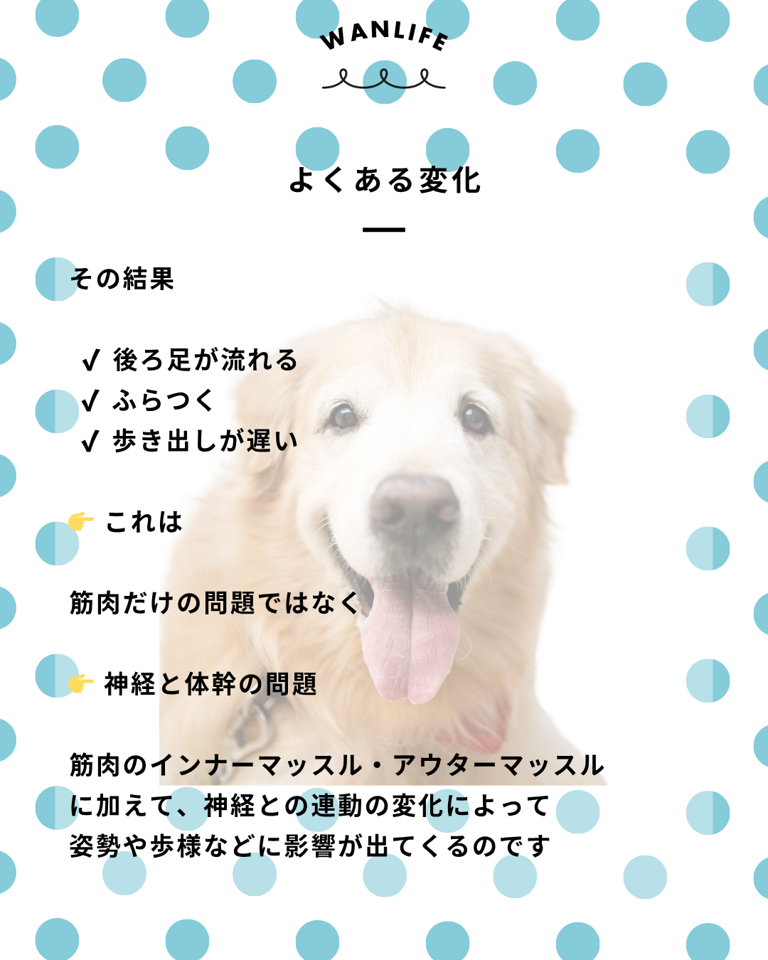 わんわん整体WanLife｜愛知・岐阜の犬の整体・メディセル筋膜リリース・オベロンアニマルスキャン・ネオヒーラー・温灸・食事療法｜