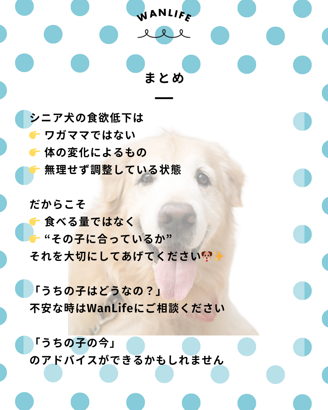 わんわん整体WanLife｜愛知・岐阜の犬の整体・メディセル筋膜リリース・オベロンアニマルスキャン・ネオヒーラー・温灸・食事療法｜