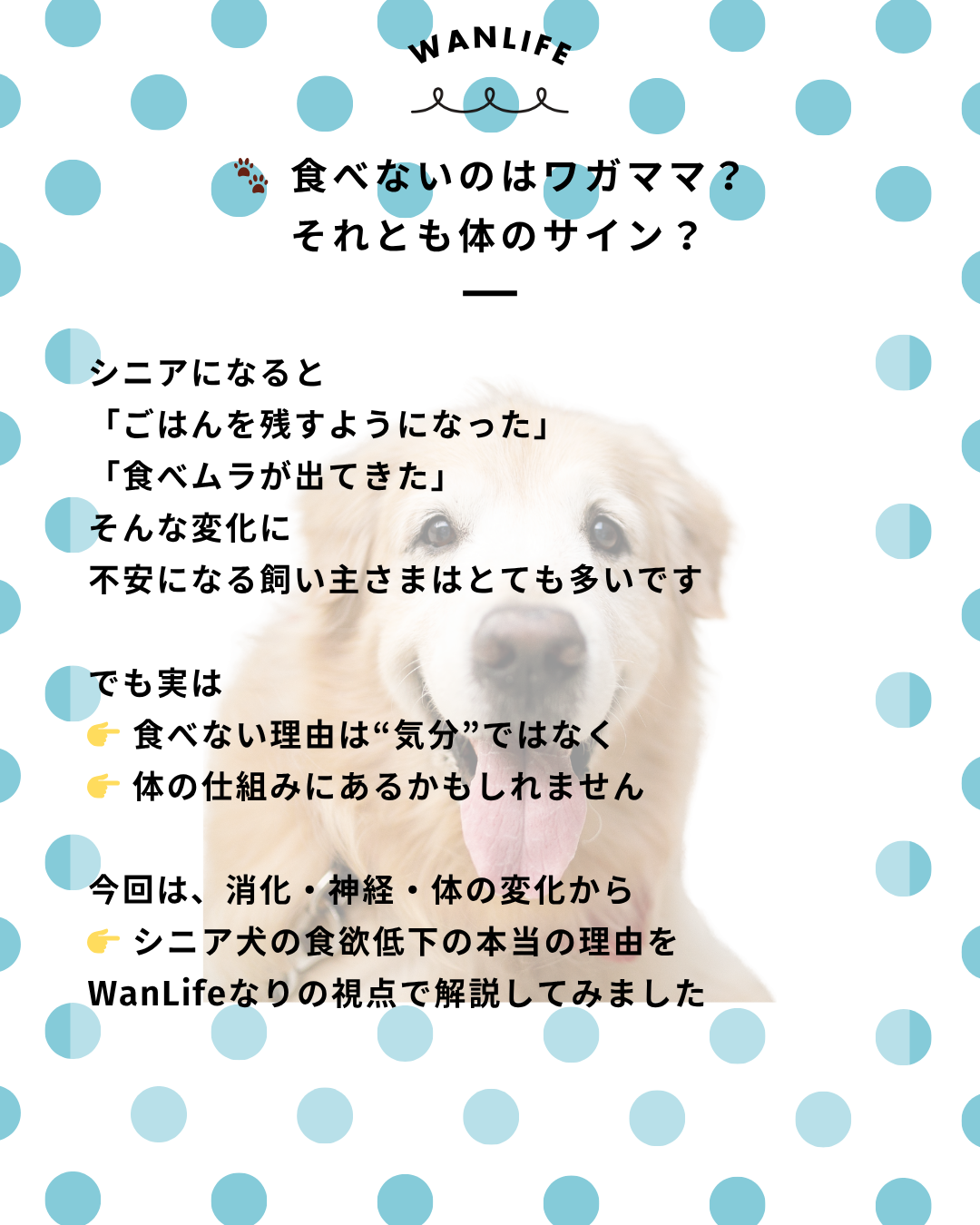 わんわん整体WanLife｜愛知・岐阜の犬の整体・メディセル筋膜リリース・オベロンアニマルスキャン・ネオヒーラー・温灸・食事療法｜