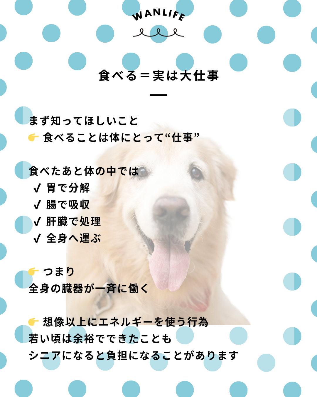 わんわん整体WanLife｜愛知・岐阜の犬の整体・メディセル筋膜リリース・オベロンアニマルスキャン・ネオヒーラー・温灸・食事療法｜