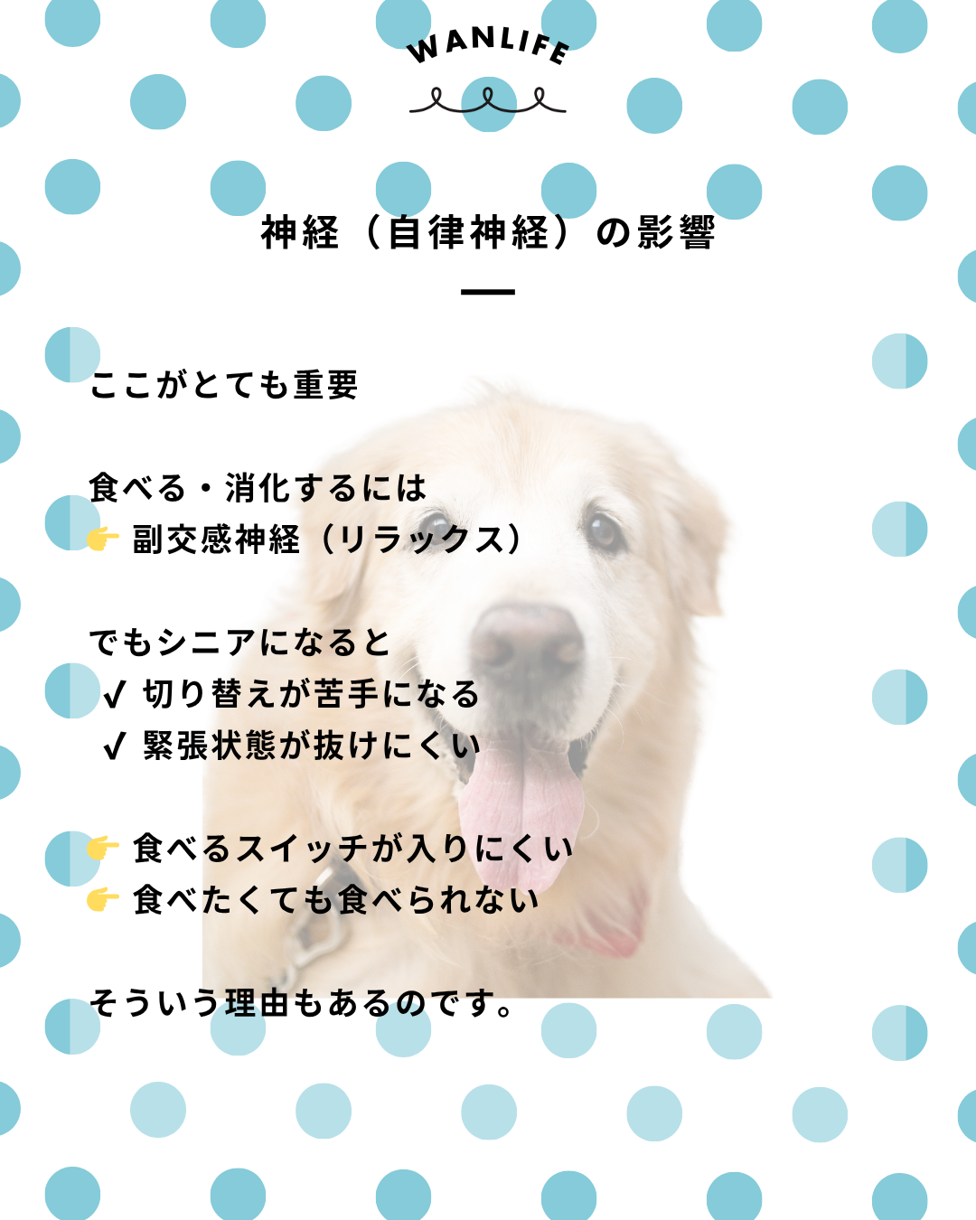 わんわん整体WanLife｜愛知・岐阜の犬の整体・メディセル筋膜リリース・オベロンアニマルスキャン・ネオヒーラー・温灸・食事療法｜