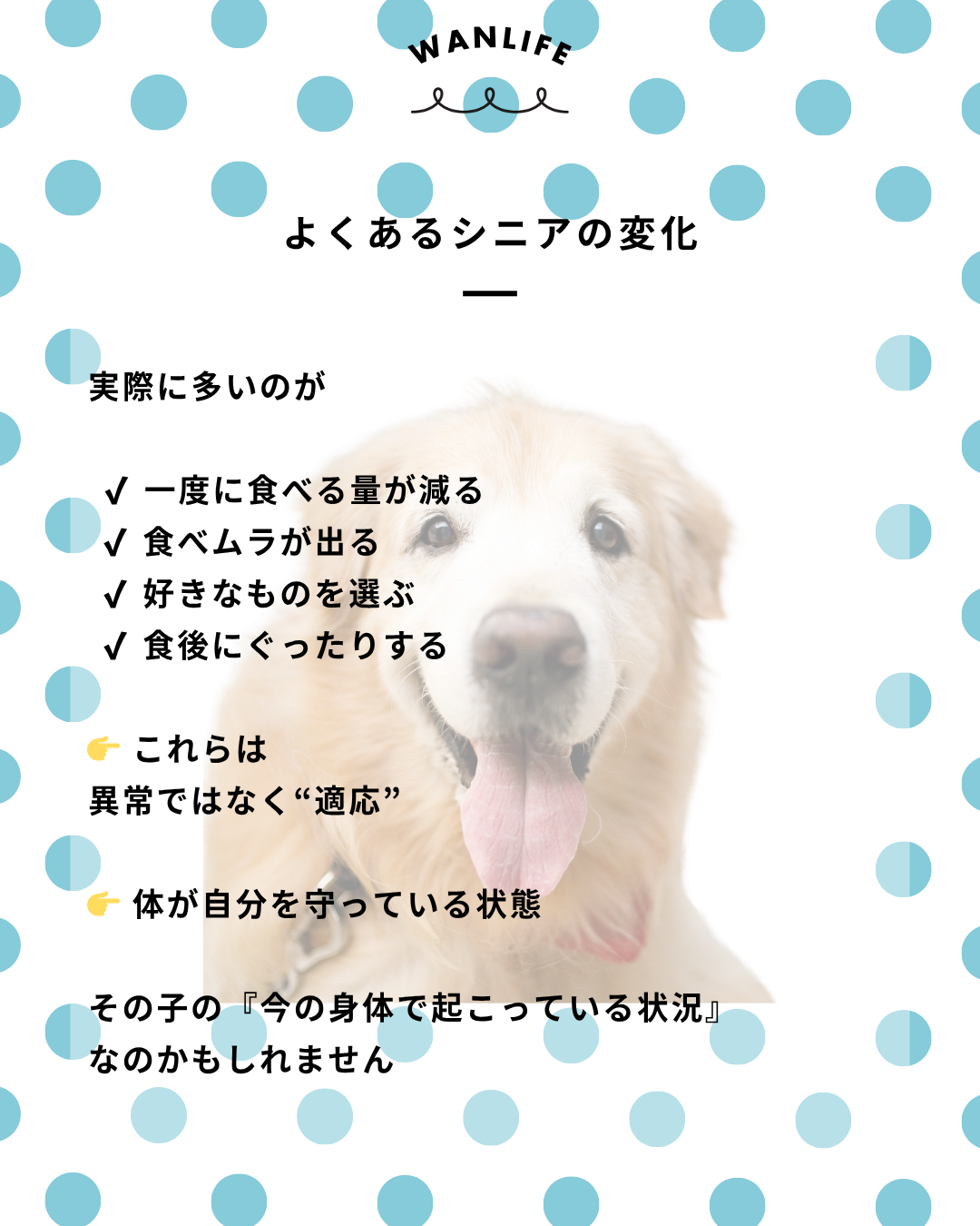 わんわん整体WanLife｜愛知・岐阜の犬の整体・メディセル筋膜リリース・オベロンアニマルスキャン・ネオヒーラー・温灸・食事療法｜