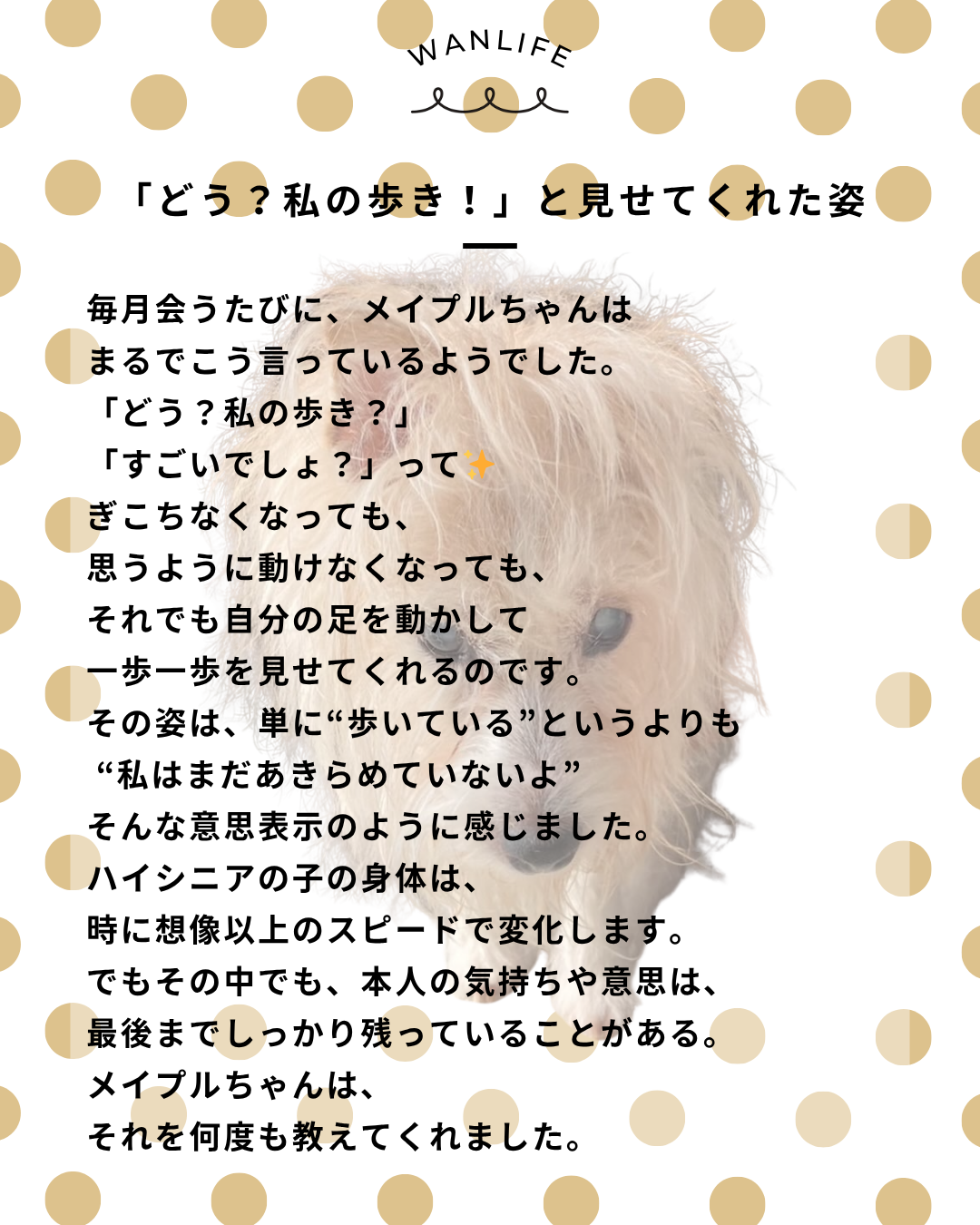 わんわん整体WanLife|愛知・岐阜の犬の整体・メディセル筋膜リリース・オベロンアニマルスキャン・ネオヒーラー・温灸・食事療法|