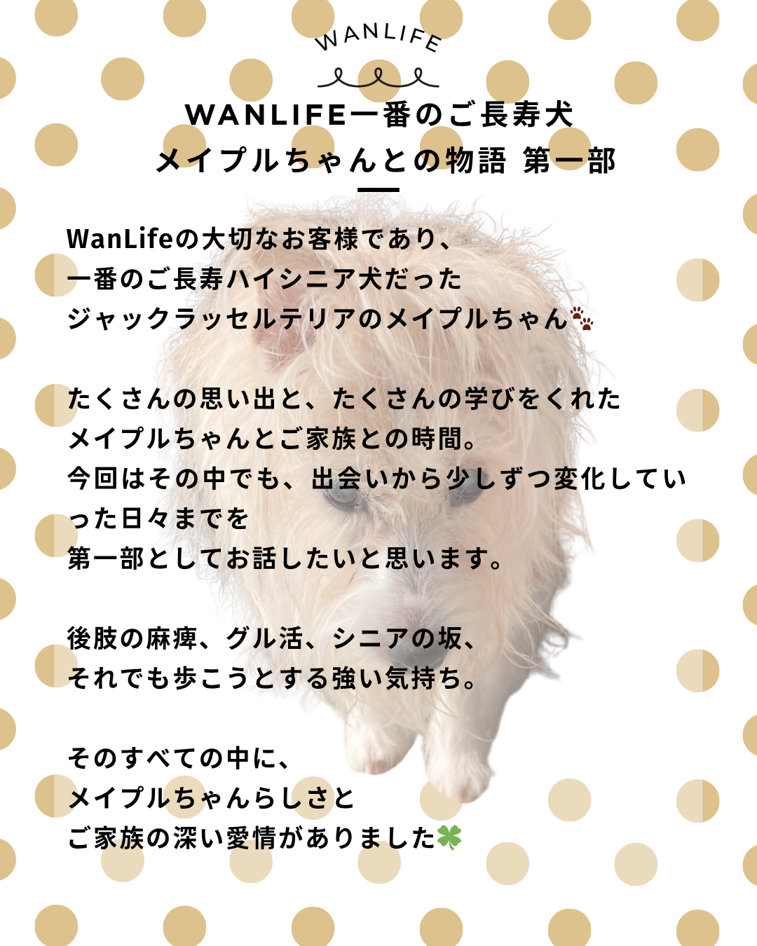 わんわん整体WanLife|愛知・岐阜の犬の整体・メディセル筋膜リリース・オベロンアニマルスキャン・ネオヒーラー・温灸・食事療法|