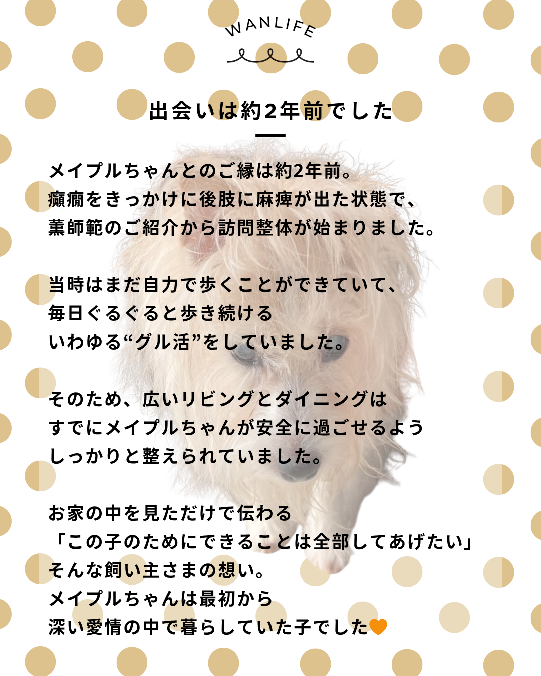 わんわん整体WanLife|愛知・岐阜の犬の整体・メディセル筋膜リリース・オベロンアニマルスキャン・ネオヒーラー・温灸・食事療法|