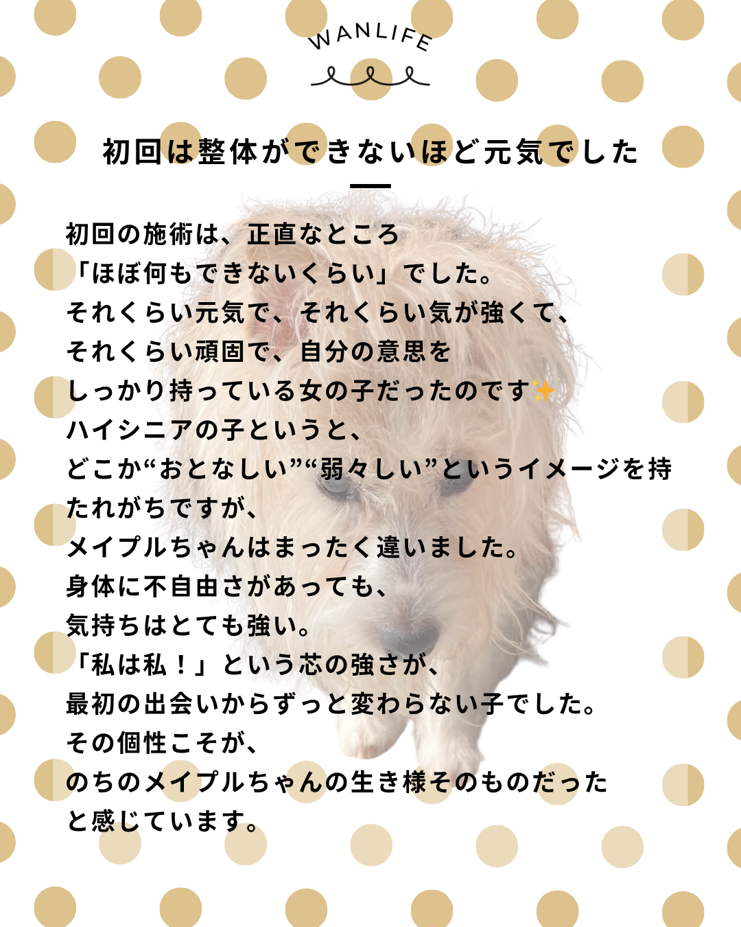 わんわん整体WanLife|愛知・岐阜の犬の整体・メディセル筋膜リリース・オベロンアニマルスキャン・ネオヒーラー・温灸・食事療法|