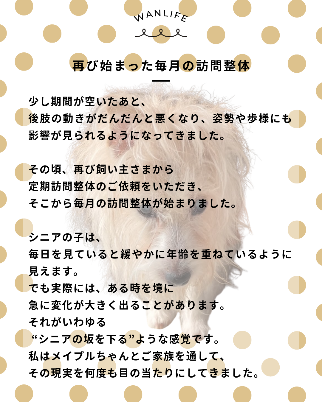 わんわん整体WanLife|愛知・岐阜の犬の整体・メディセル筋膜リリース・オベロンアニマルスキャン・ネオヒーラー・温灸・食事療法|