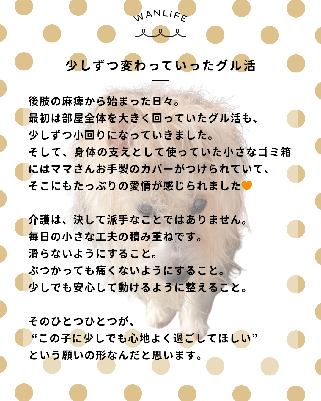 わんわん整体WanLife|愛知・岐阜の犬の整体・メディセル筋膜リリース・オベロンアニマルスキャン・ネオヒーラー・温灸・食事療法|