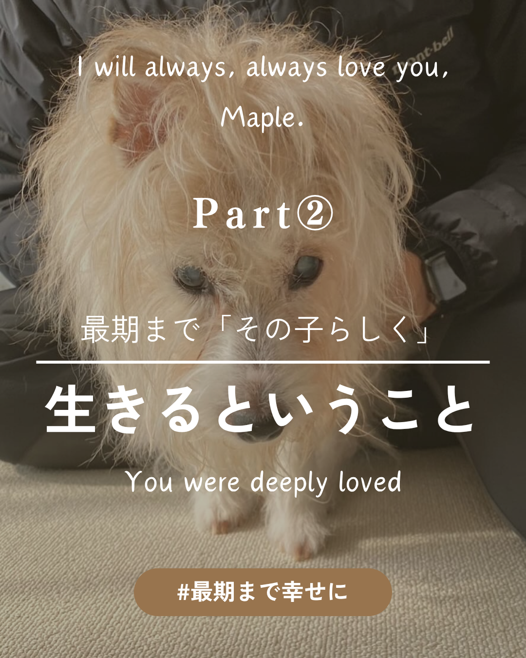 わんわん整体WanLife｜愛知・岐阜の犬の整体・メディセル筋膜リリース・オベロンアニマルスキャン・ネオヒーラー・温灸・食事療法｜