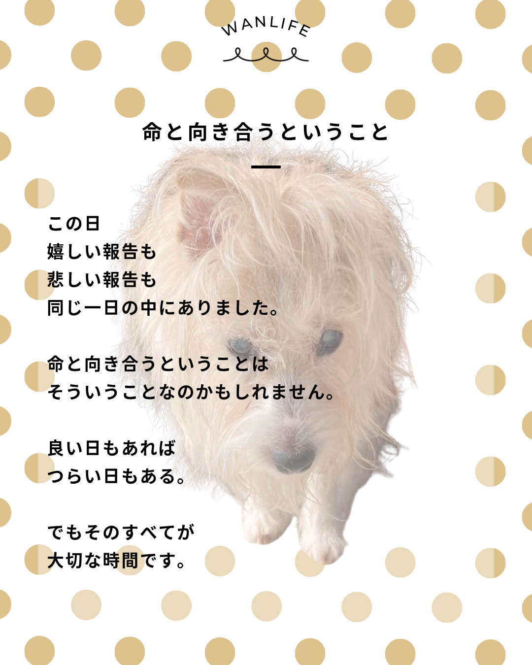 わんわん整体WanLife|愛知・岐阜の犬の整体・メディセル筋膜リリース・オベロンアニマルスキャン・ネオヒーラー・温灸・食事療法|