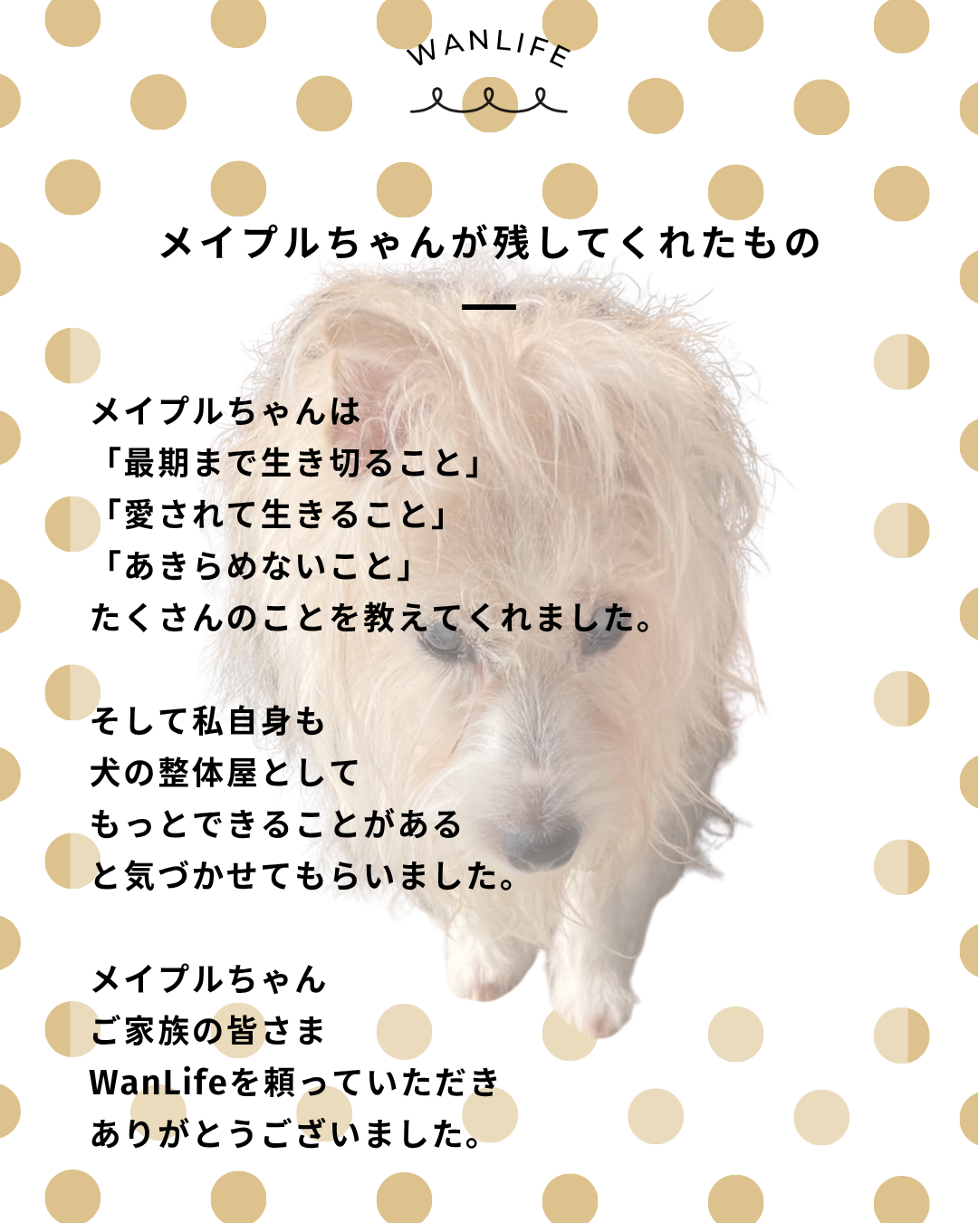 わんわん整体WanLife|愛知・岐阜の犬の整体・メディセル筋膜リリース・オベロンアニマルスキャン・ネオヒーラー・温灸・食事療法|