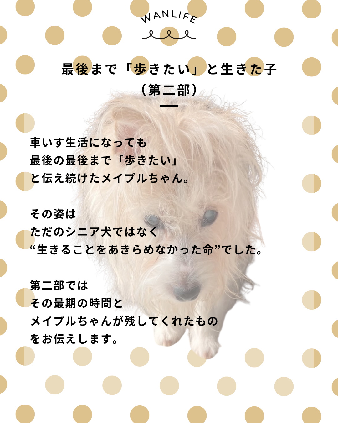 わんわん整体WanLife|愛知・岐阜の犬の整体・メディセル筋膜リリース・オベロンアニマルスキャン・ネオヒーラー・温灸・食事療法|