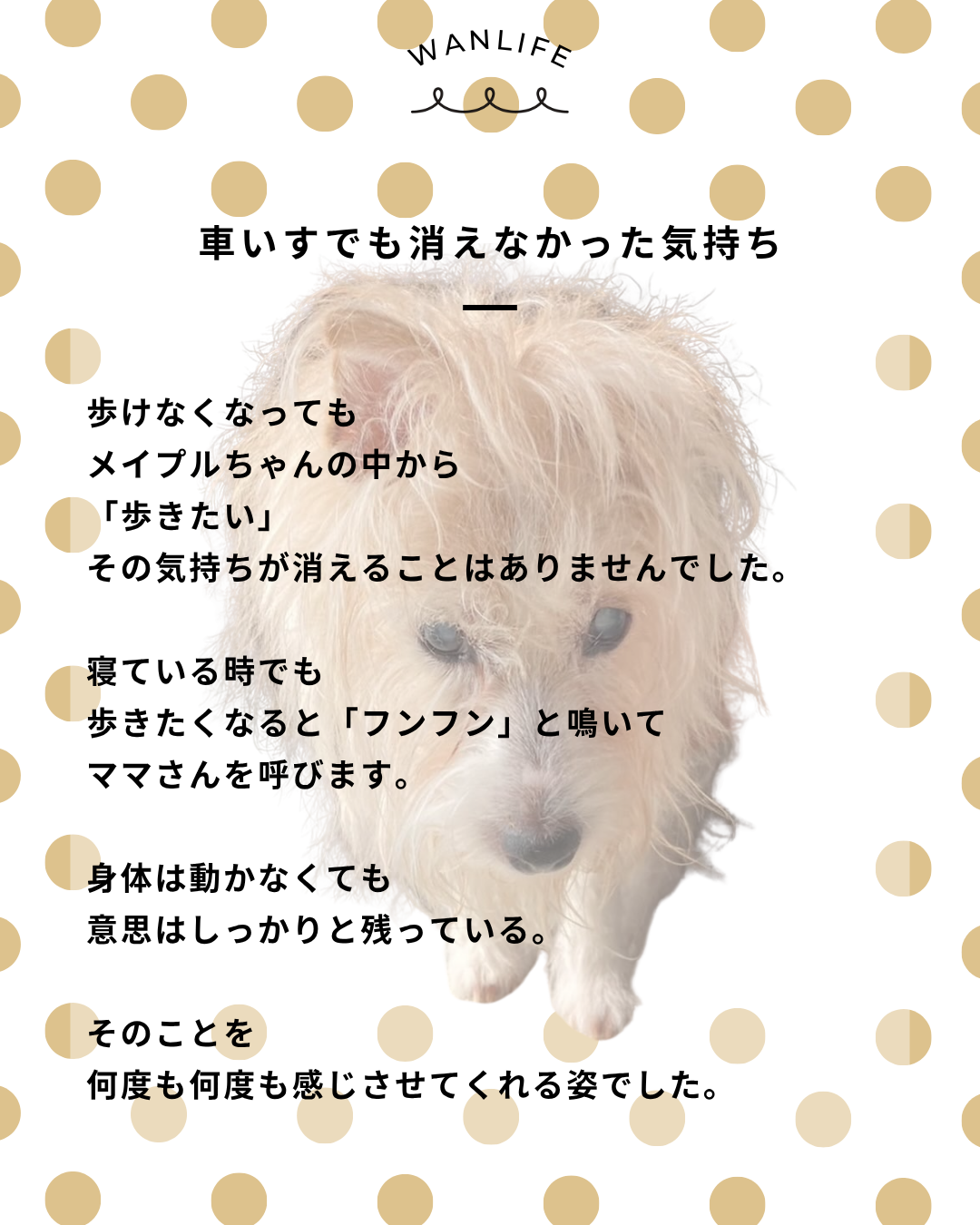 わんわん整体WanLife|愛知・岐阜の犬の整体・メディセル筋膜リリース・オベロンアニマルスキャン・ネオヒーラー・温灸・食事療法|