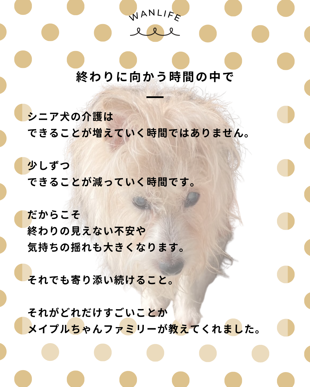 わんわん整体WanLife|愛知・岐阜の犬の整体・メディセル筋膜リリース・オベロンアニマルスキャン・ネオヒーラー・温灸・食事療法|