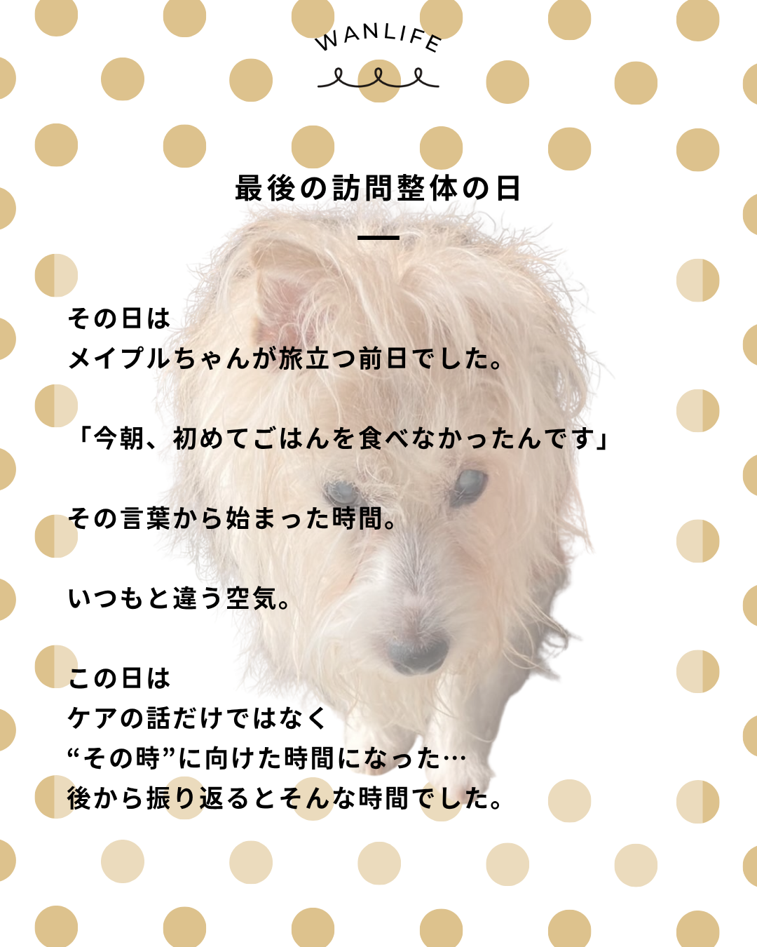 わんわん整体WanLife|愛知・岐阜の犬の整体・メディセル筋膜リリース・オベロンアニマルスキャン・ネオヒーラー・温灸・食事療法|