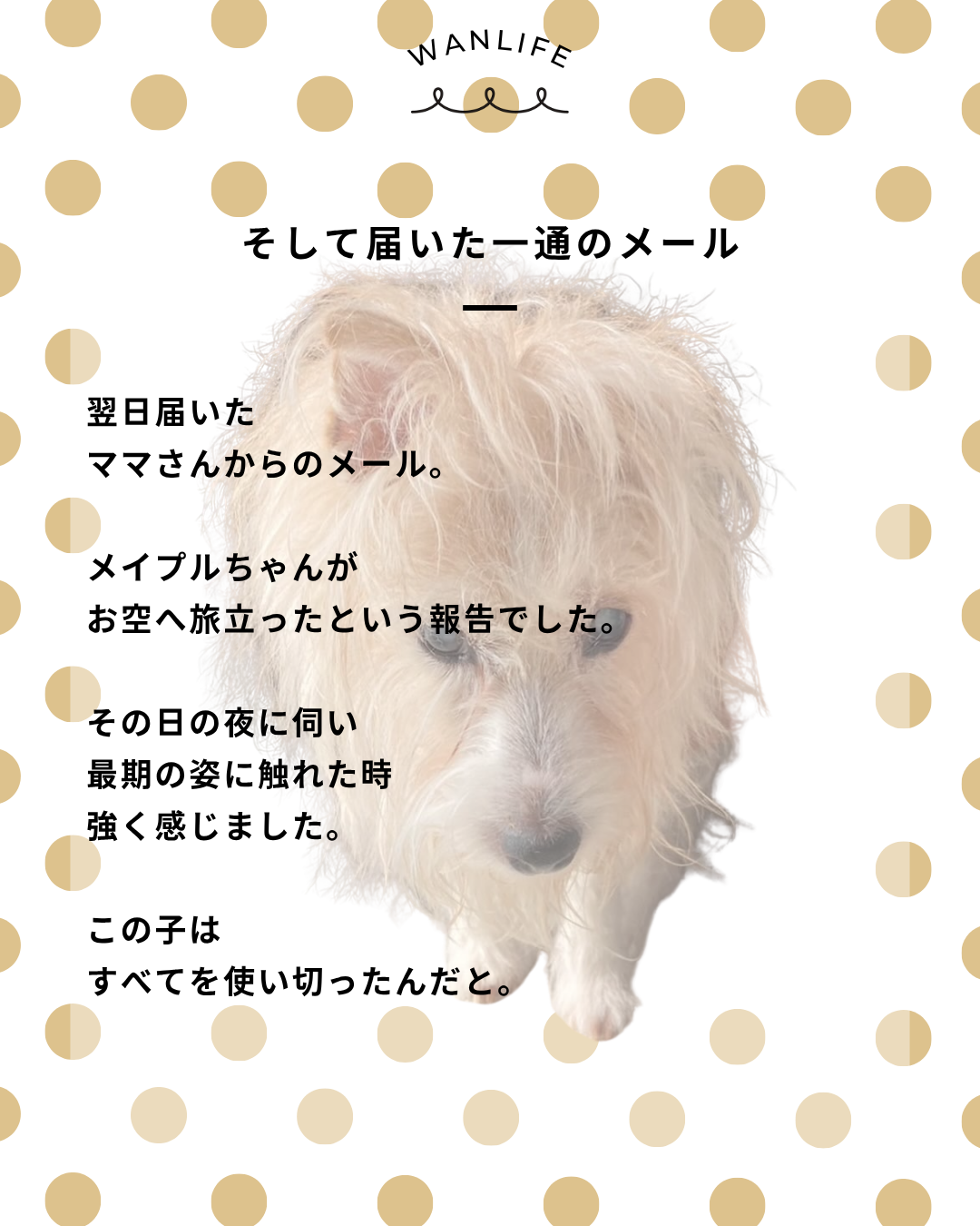 わんわん整体WanLife|愛知・岐阜の犬の整体・メディセル筋膜リリース・オベロンアニマルスキャン・ネオヒーラー・温灸・食事療法|