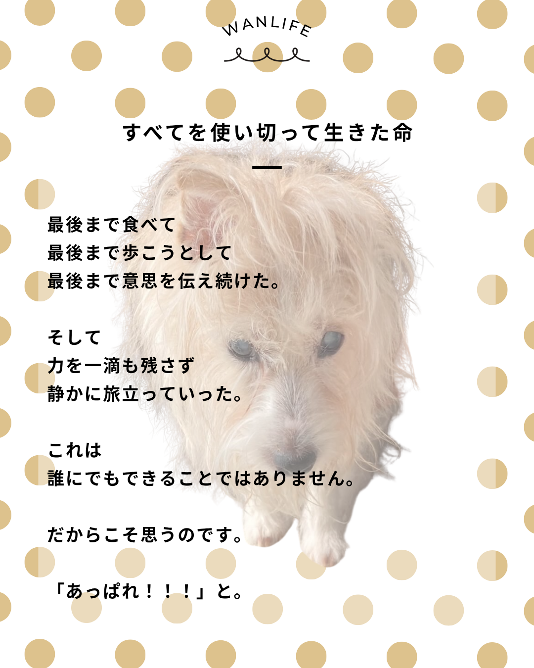 わんわん整体WanLife|愛知・岐阜の犬の整体・メディセル筋膜リリース・オベロンアニマルスキャン・ネオヒーラー・温灸・食事療法|