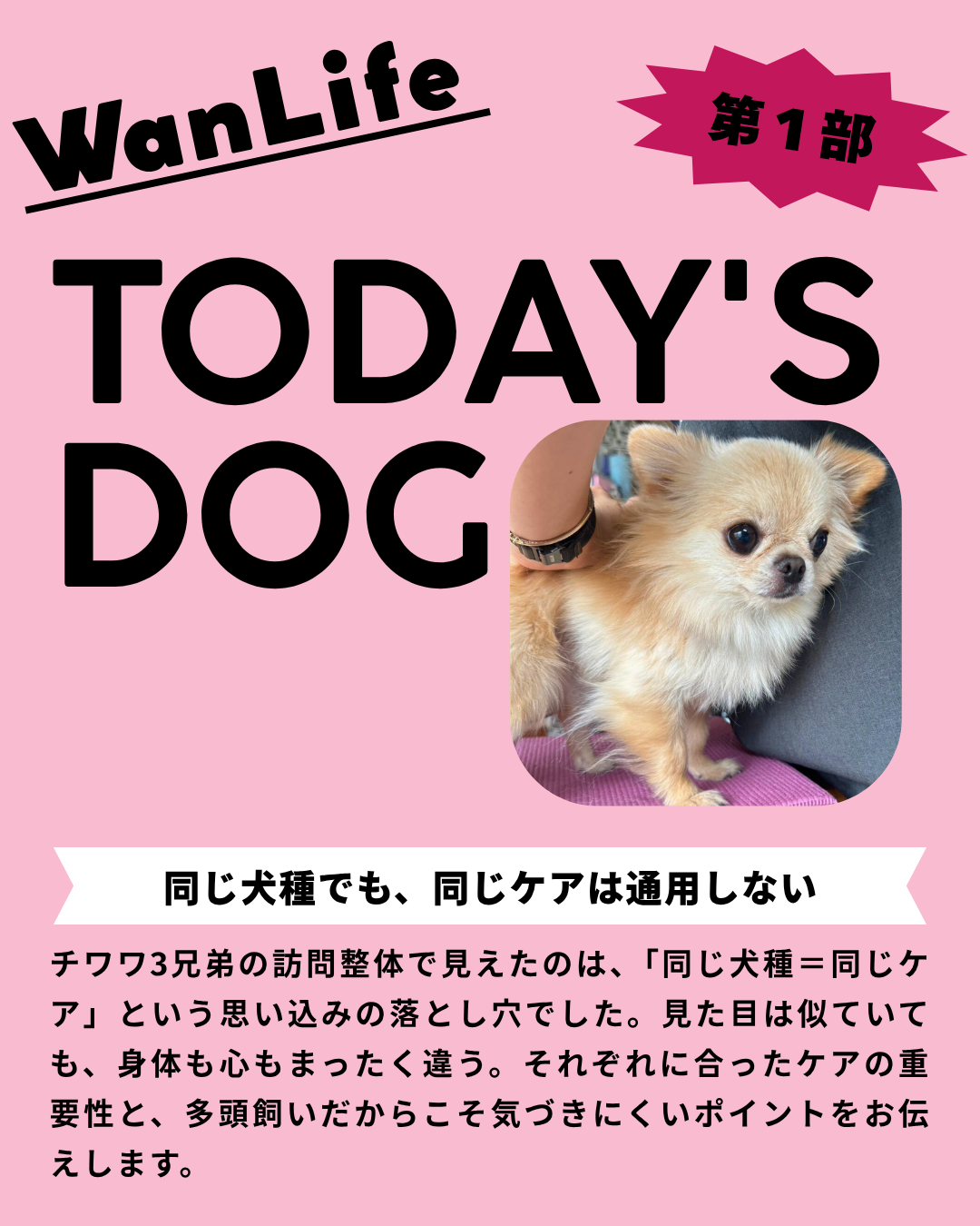 わんわん整体WanLife｜愛知・岐阜の犬の整体・メディセル筋膜リリース・オベロンアニマルスキャン・ネオヒーラー・温灸・食事療法｜