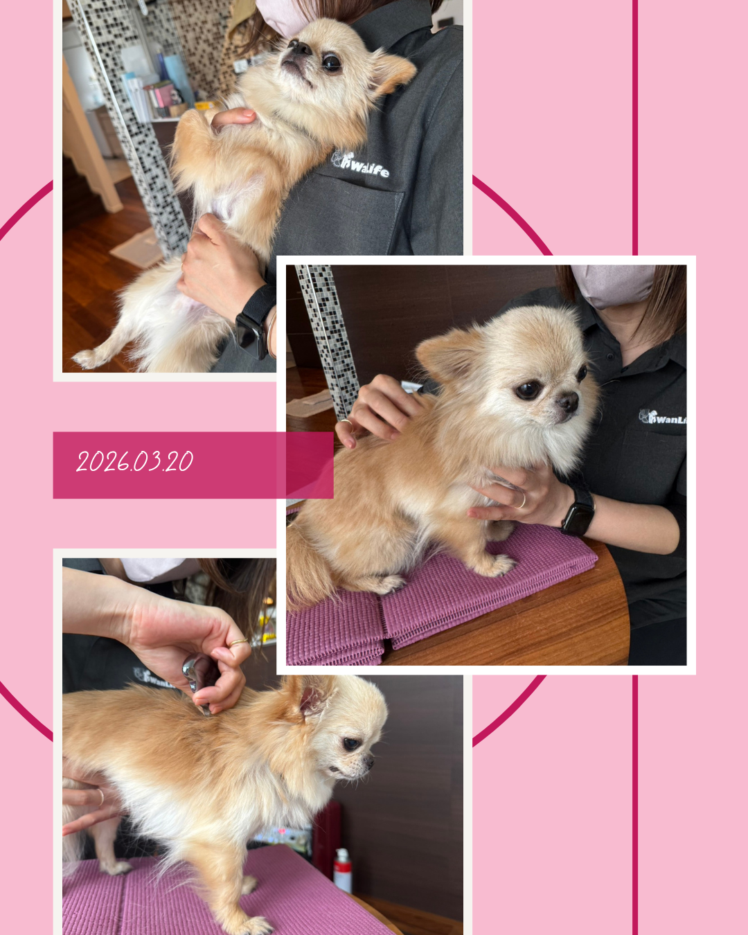 わんわん整体WanLife|愛知・岐阜の犬の整体・メディセル筋膜リリース・オベロンアニマルスキャン・ネオヒーラー・温灸・食事療法|