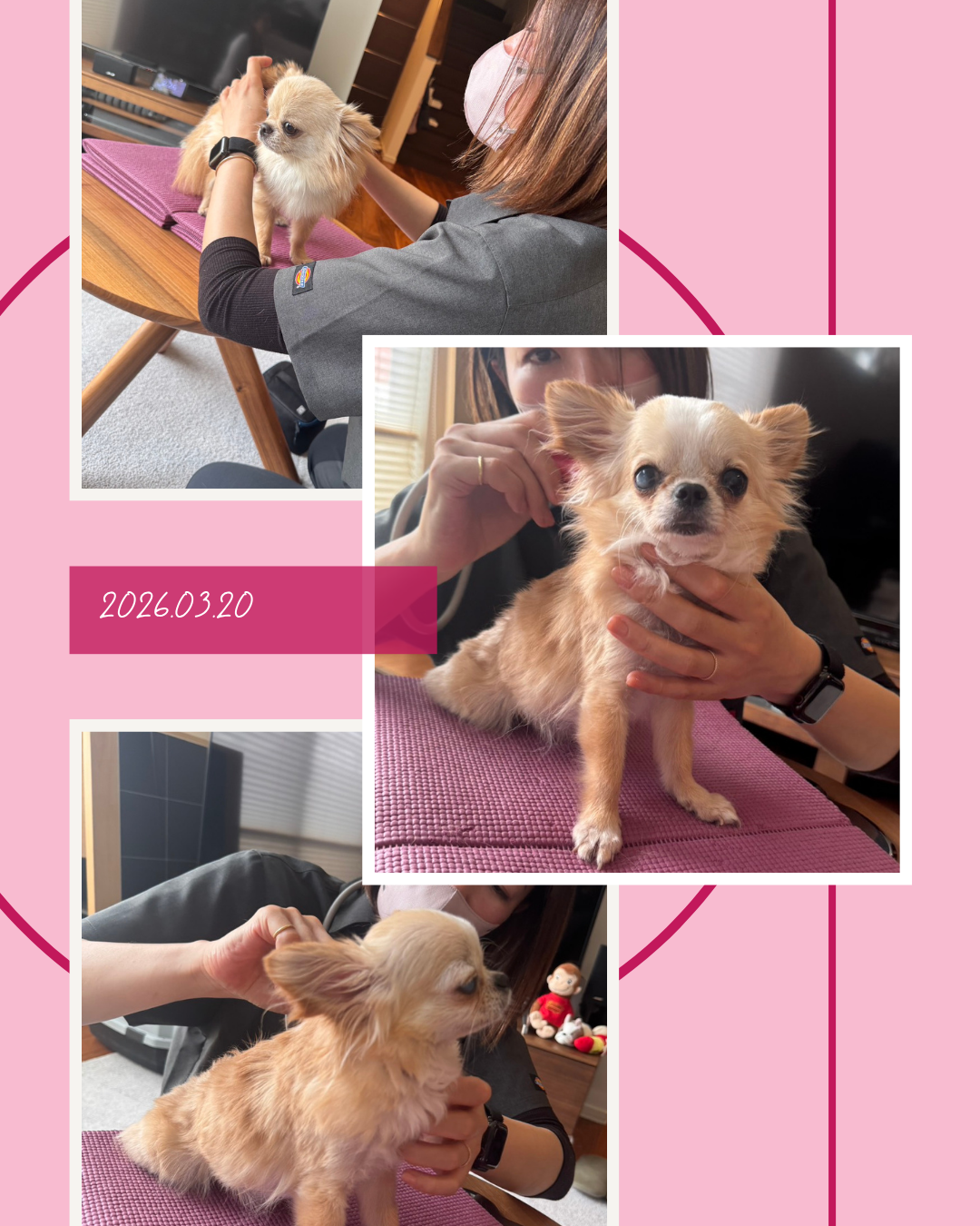 わんわん整体WanLife｜愛知・岐阜の犬の整体・メディセル筋膜リリース・オベロンアニマルスキャン・ネオヒーラー・温灸・食事療法｜