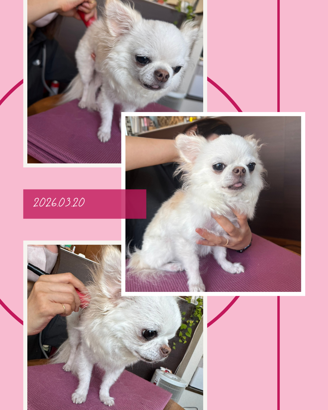 わんわん整体WanLife|愛知・岐阜の犬の整体・メディセル筋膜リリース・オベロンアニマルスキャン・ネオヒーラー・温灸・食事療法|