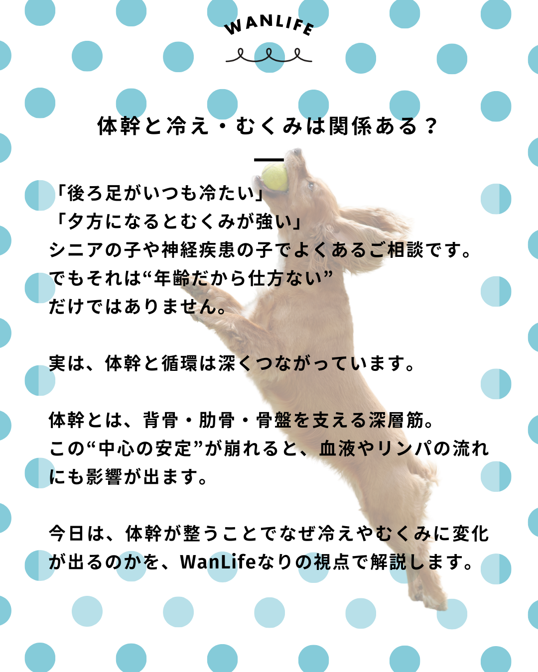 わんわん整体WanLife｜愛知・岐阜の犬の整体・メディセル筋膜リリース・歩けるくん・オベロンアニマルスキャン・ネオヒーラー・温灸・食事療法｜