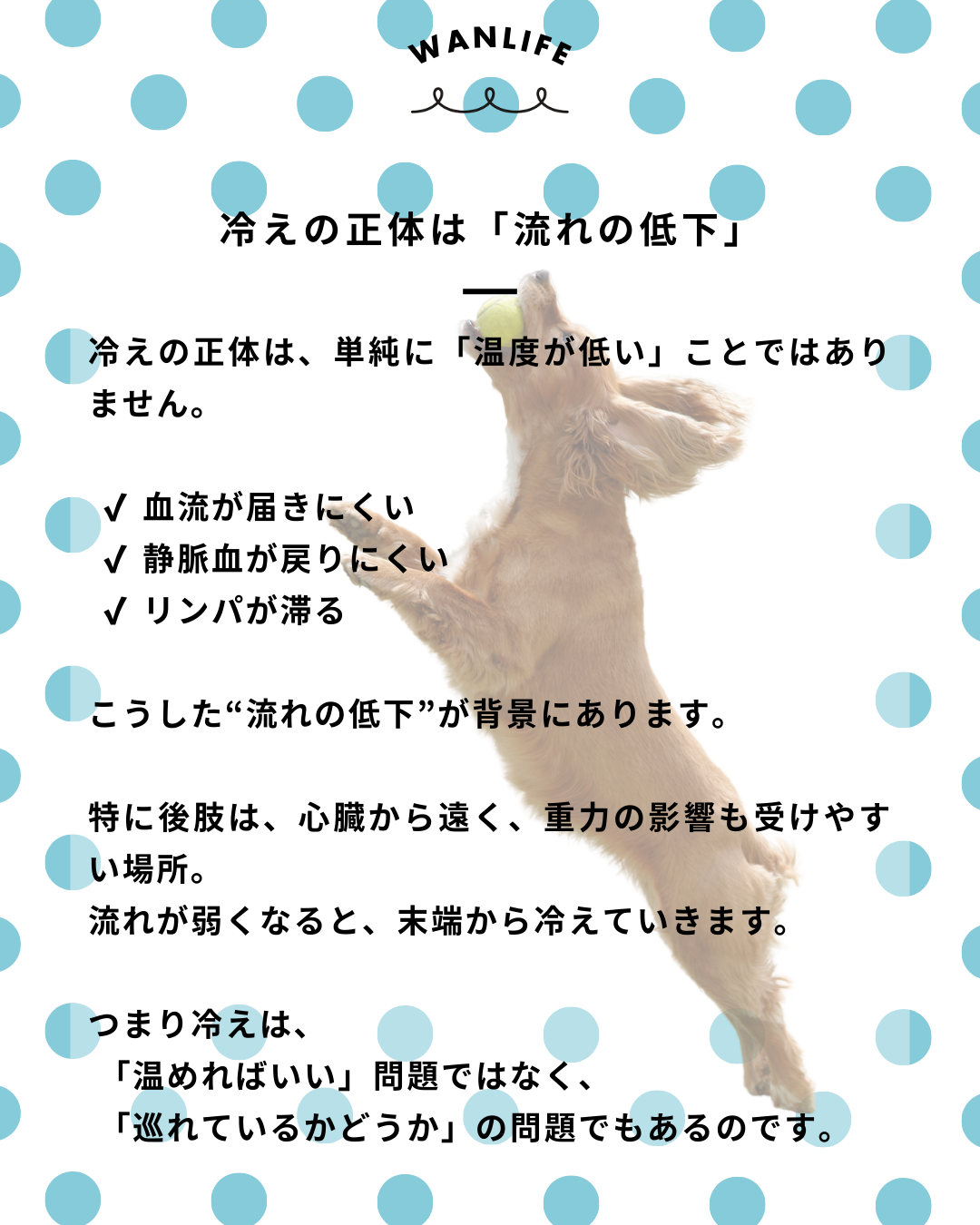 わんわん整体WanLife｜愛知・岐阜の犬の整体・メディセル筋膜リリース・歩けるくん・オベロンアニマルスキャン・ネオヒーラー・温灸・食事療法｜