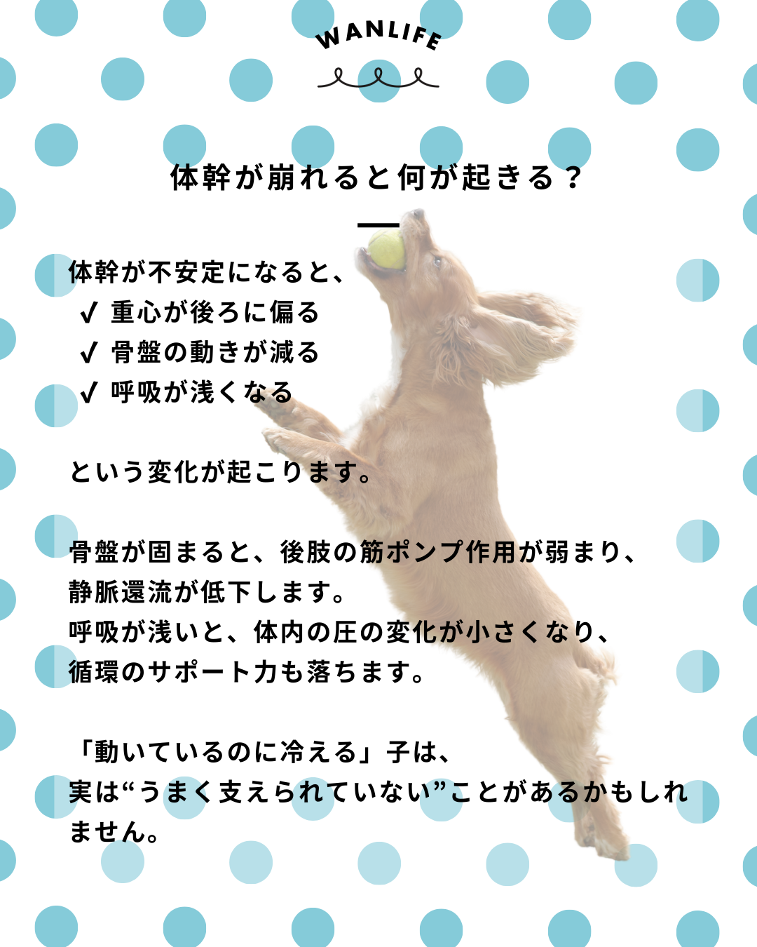 わんわん整体WanLife｜愛知・岐阜の犬の整体・メディセル筋膜リリース・歩けるくん・オベロンアニマルスキャン・ネオヒーラー・温灸・食事療法｜