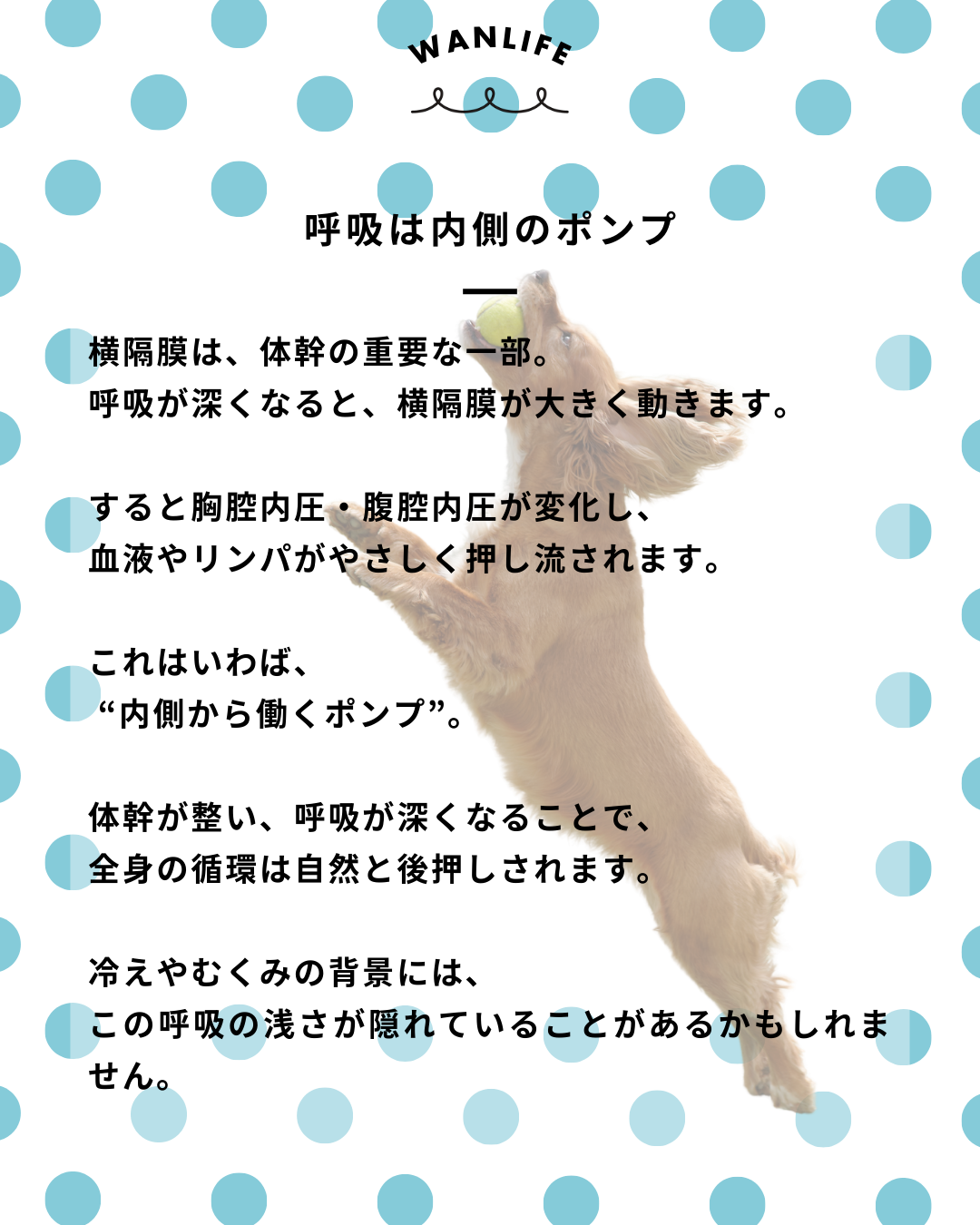 わんわん整体WanLife｜愛知・岐阜の犬の整体・メディセル筋膜リリース・歩けるくん・オベロンアニマルスキャン・ネオヒーラー・温灸・食事療法｜