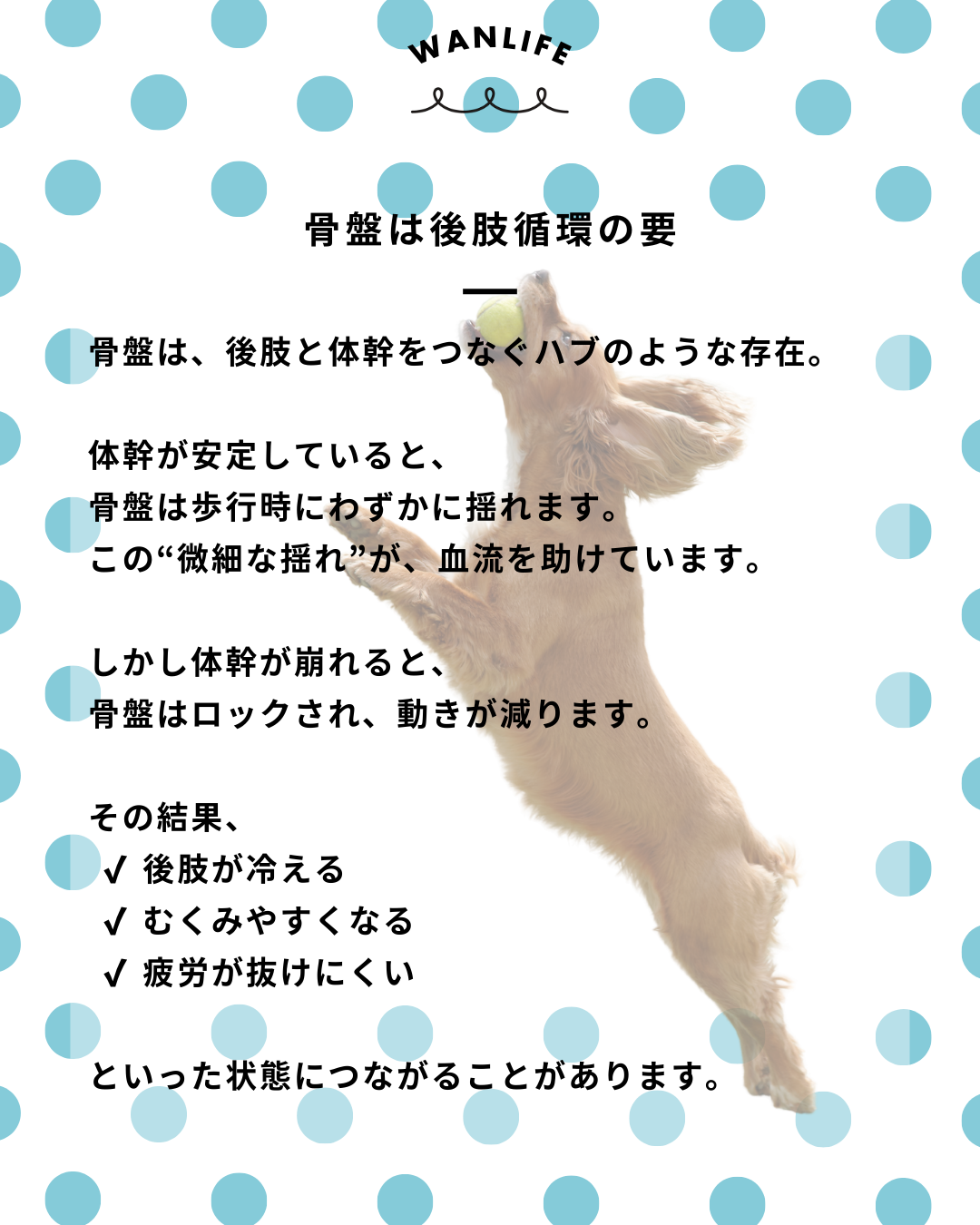 わんわん整体WanLife｜愛知・岐阜の犬の整体・メディセル筋膜リリース・歩けるくん・オベロンアニマルスキャン・ネオヒーラー・温灸・食事療法｜