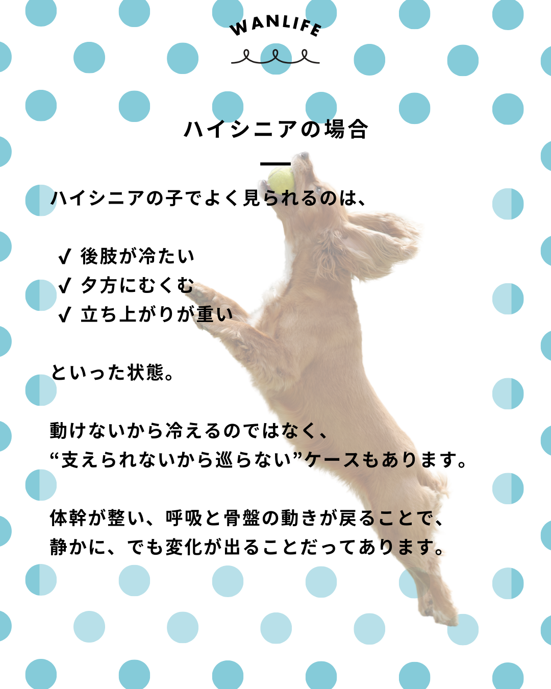 わんわん整体WanLife｜愛知・岐阜の犬の整体・メディセル筋膜リリース・歩けるくん・オベロンアニマルスキャン・ネオヒーラー・温灸・食事療法｜
